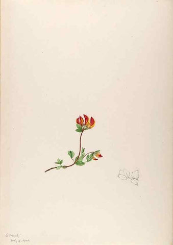 Reproducción/Reproduction 48792815107: [Water-color sketches of plants of North America and Europe]. . 