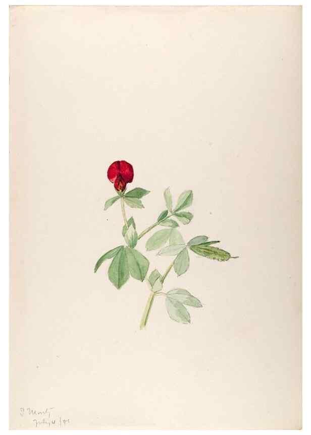 Reproducción/Reproduction 48792673196: [Water-color sketches of plants of North America and Europe]. . 