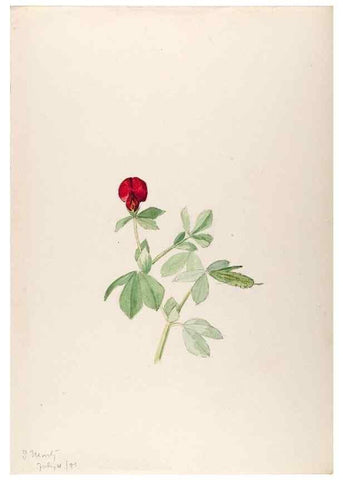Reproducción/Reproduction 48792673196: [Water-color sketches of plants of North America and Europe]. . 