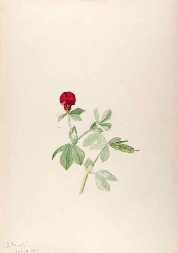 Reproducción/Reproduction 48792673196: [Water-color sketches of plants of North America and Europe]. . 