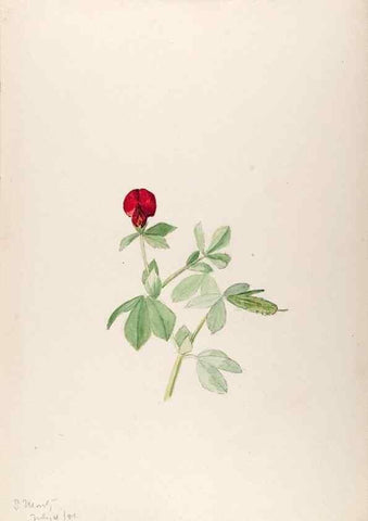 Reproducción/Reproduction 48792673196: [Water-color sketches of plants of North America and Europe]. . 