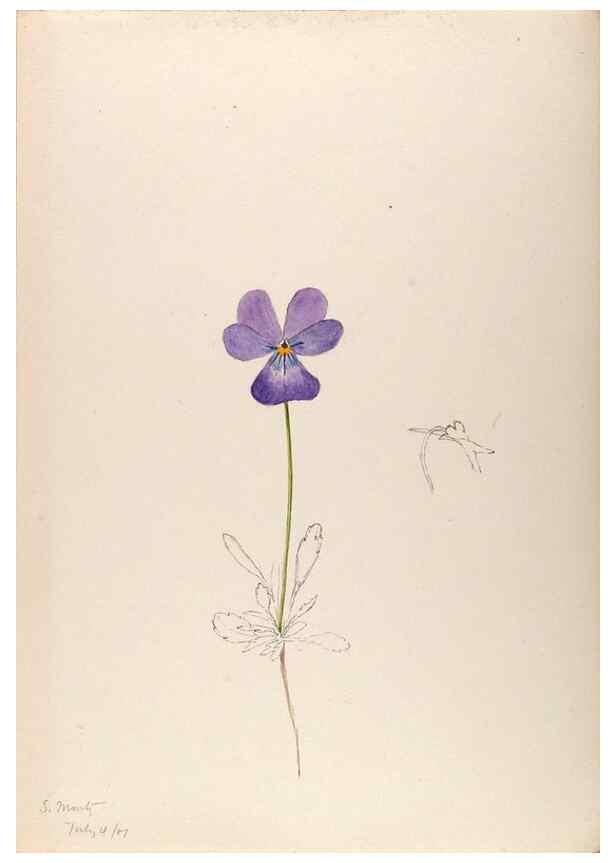 Reproducción/Reproduction 48792673461: [Water-color sketches of plants of North America and Europe]. . 