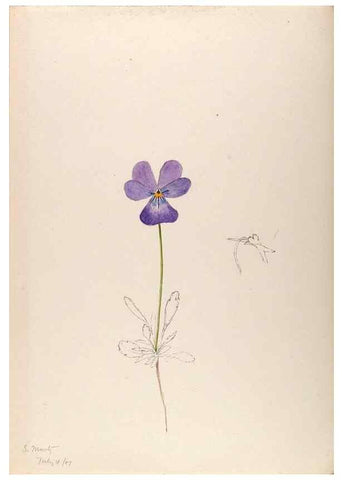 Reproducción/Reproduction 48792673461: [Water-color sketches of plants of North America and Europe]. . 