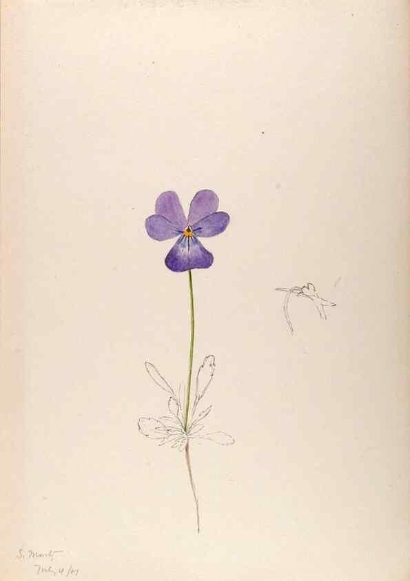 Reproducción/Reproduction 48792673461: [Water-color sketches of plants of North America and Europe]. . 