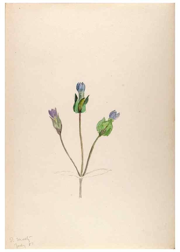 Reproducción/Reproduction 48792673696: [Water-color sketches of plants of North America and Europe]. . 