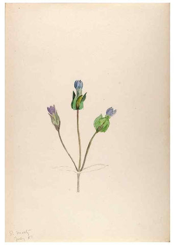 Reproducción/Reproduction 48792673696: [Water-color sketches of plants of North America and Europe]. . 