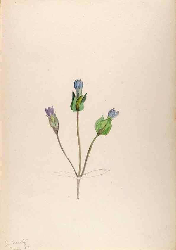 Reproducción/Reproduction 48792673696: [Water-color sketches of plants of North America and Europe]. . 