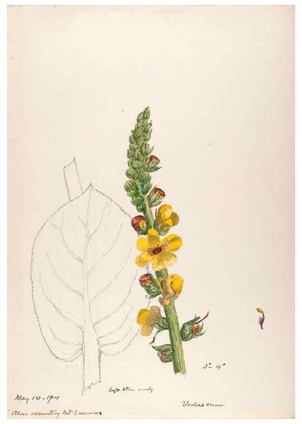 Reproducción/Reproduction 48792815967: [Water-color sketches of plants of North America and Europe]. . 