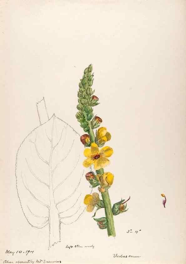 Reproducción/Reproduction 48792815967: [Water-color sketches of plants of North America and Europe]. . 