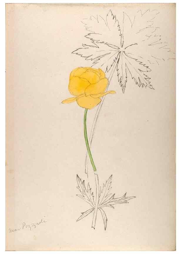 Reproducción/Reproduction 48792306998: [Water-color sketches of plants of North America and Europe]. . 