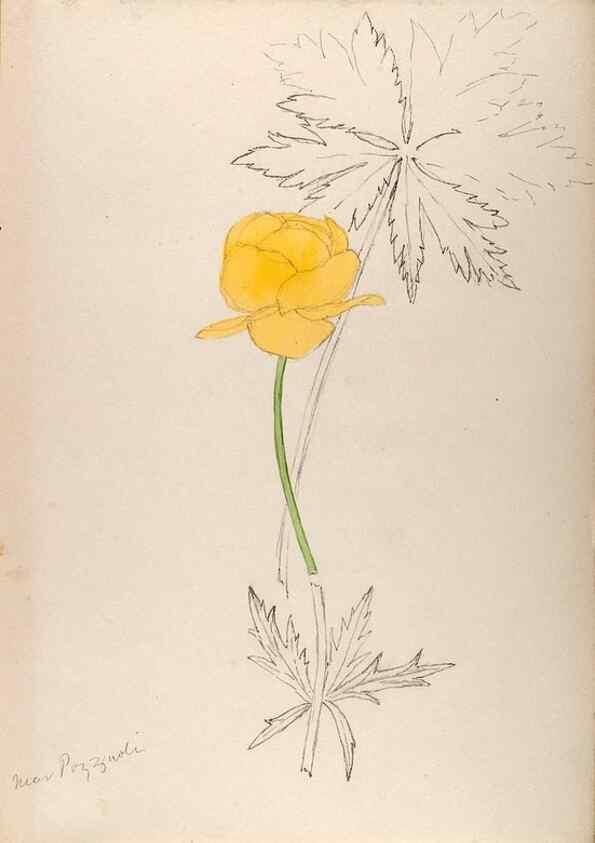 Reproducción/Reproduction 48792306998: [Water-color sketches of plants of North America and Europe]. . 