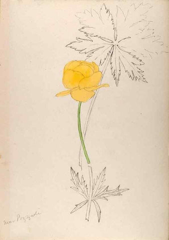 Reproducción/Reproduction 48792306998: [Water-color sketches of plants of North America and Europe]. . 