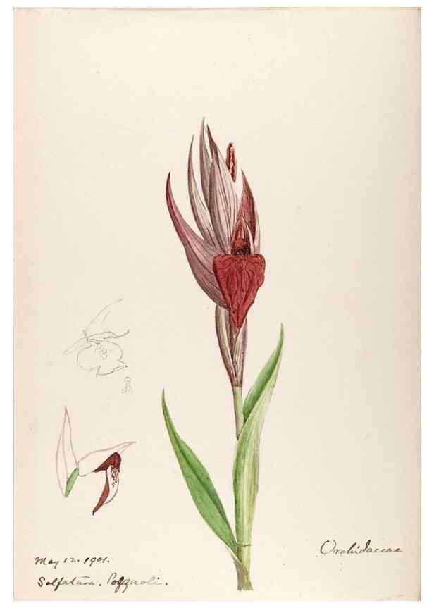 Reproducción/Reproduction 48792674641: [Water-color sketches of plants of North America and Europe]. . 