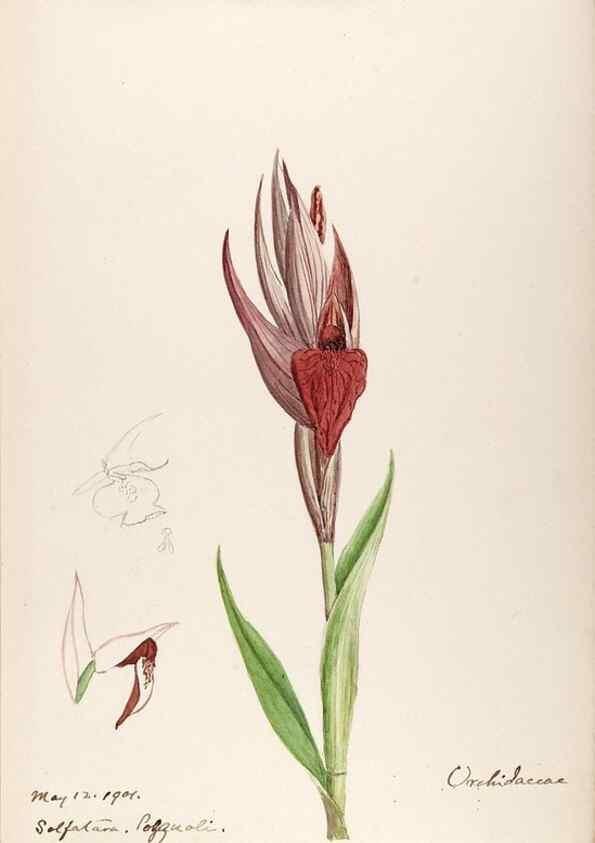 Reproducción/Reproduction 48792674641: [Water-color sketches of plants of North America and Europe]. . 