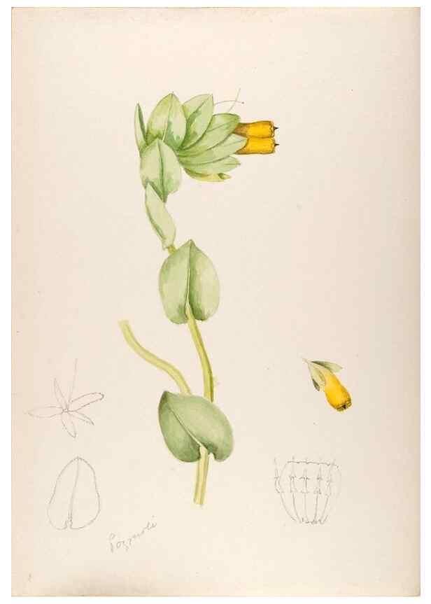 Reproducción/Reproduction 48792307538: [Water-color sketches of plants of North America and Europe]. . 