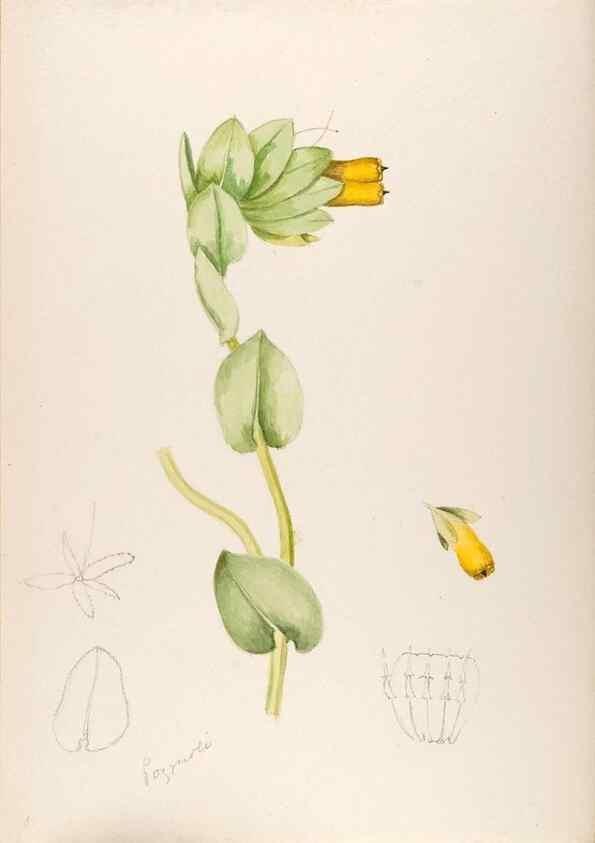Reproducción/Reproduction 48792307538: [Water-color sketches of plants of North America and Europe]. . 