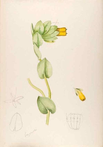Reproducción/Reproduction 48792307538: [Water-color sketches of plants of North America and Europe]. . 