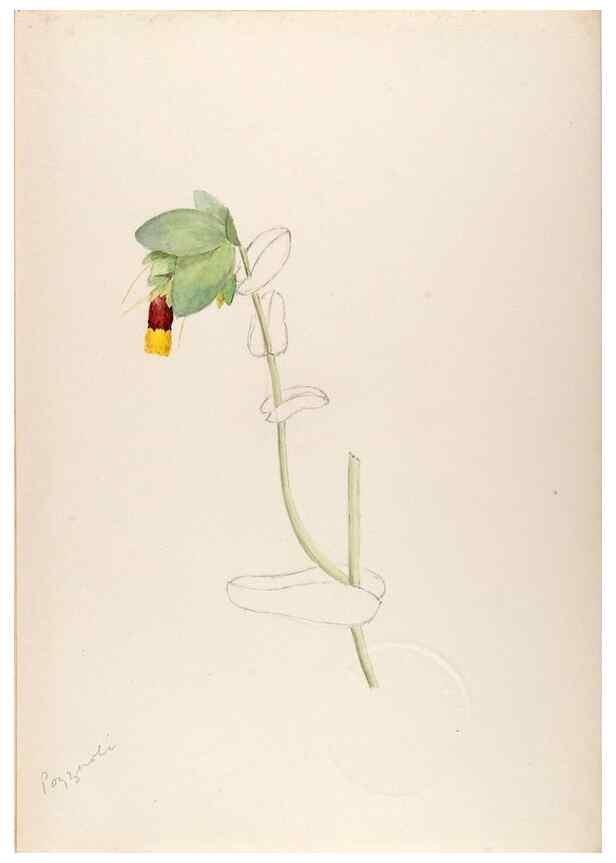 Reproducción/Reproduction 48792675121: [Water-color sketches of plants of North America and Europe]. . 