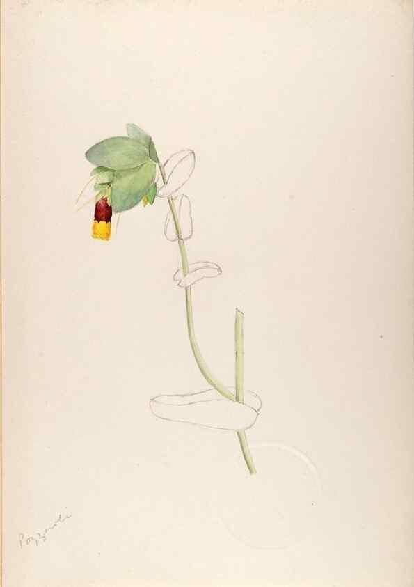 Reproducción/Reproduction 48792675121: [Water-color sketches of plants of North America and Europe]. . 