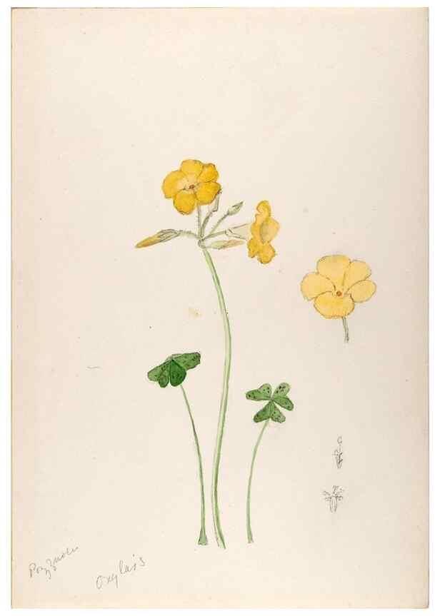 Reproducción/Reproduction 48792817172: [Water-color sketches of plants of North America and Europe]. . 