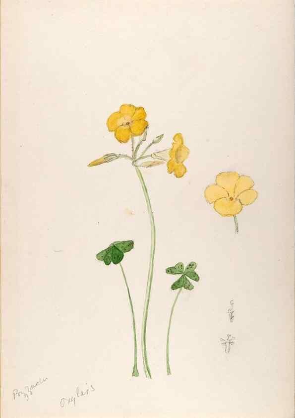 Reproducción/Reproduction 48792817172: [Water-color sketches of plants of North America and Europe]. . 