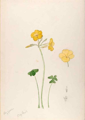 Reproducción/Reproduction 48792817172: [Water-color sketches of plants of North America and Europe]. . 