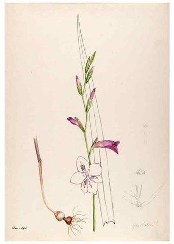 Reproducción/Reproduction 48792675606: [Water-color sketches of plants of North America and Europe]. . 