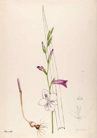 Reproducción/Reproduction 48792675606: [Water-color sketches of plants of North America and Europe]. . 