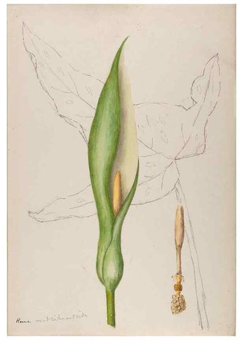 Reproducción/Reproduction 48792675911: [Water-color sketches of plants of North America and Europe]. . 
