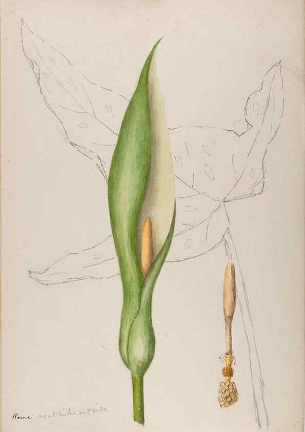 Reproducción/Reproduction 48792675911: [Water-color sketches of plants of North America and Europe]. . 
