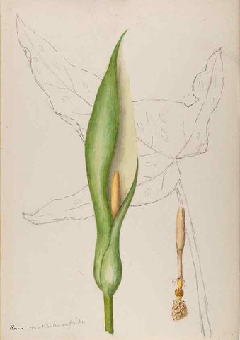 Reproducción/Reproduction 48792675911: [Water-color sketches of plants of North America and Europe]. . 