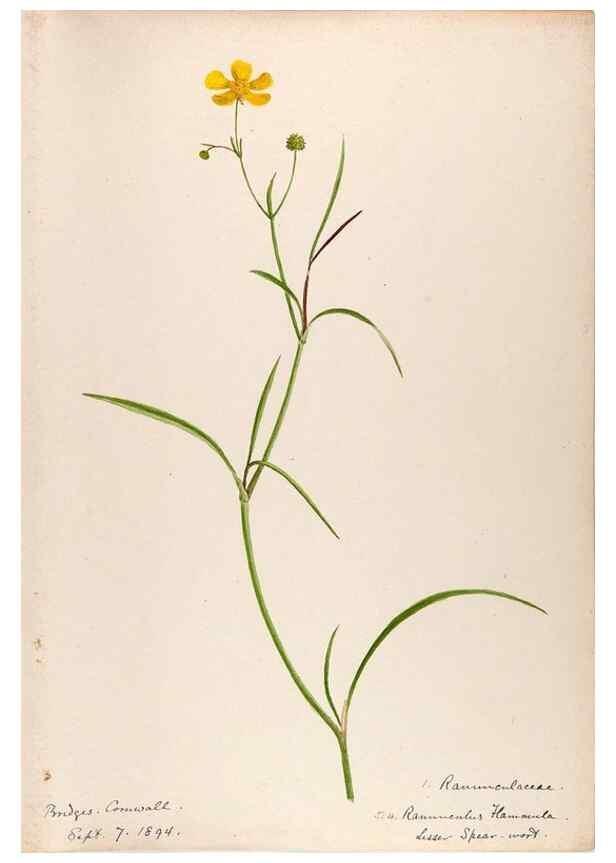 Reproducción/Reproduction 48792818102: [Water-color sketches of plants of North America and Europe]. . 