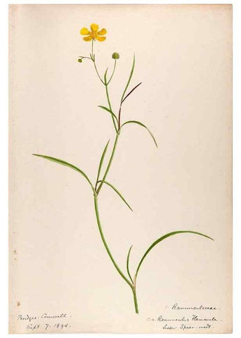 Reproducción/Reproduction 48792818102: [Water-color sketches of plants of North America and Europe]. . 