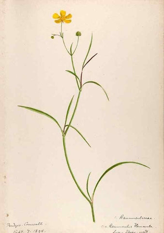 Reproducción/Reproduction 48792818102: [Water-color sketches of plants of North America and Europe]. . 