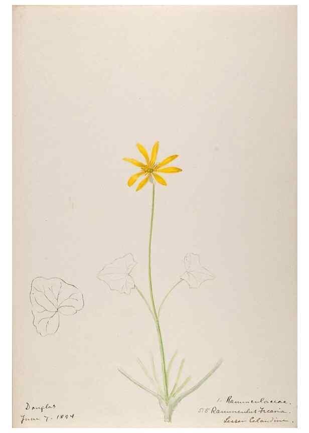 Reproducción/Reproduction 48792818372: [Water-color sketches of plants of North America and Europe]. . 