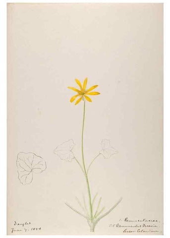 Reproducción/Reproduction 48792818372: [Water-color sketches of plants of North America and Europe]. . 