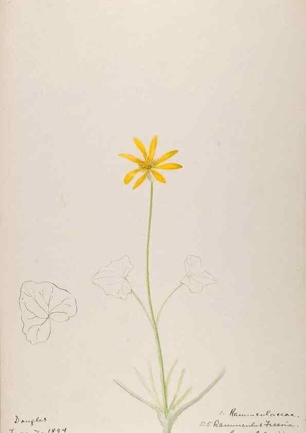 Reproducción/Reproduction 48792818372: [Water-color sketches of plants of North America and Europe]. . 
