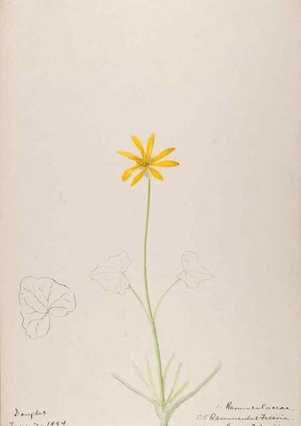 Reproducción/Reproduction 48792818372: [Water-color sketches of plants of North America and Europe]. . 