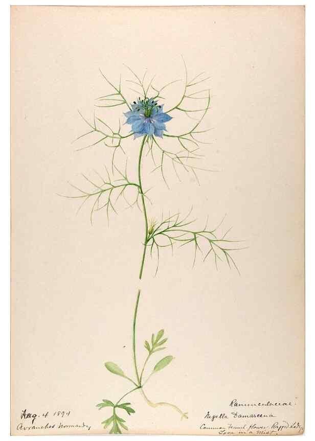 Reproducción/Reproduction 48792676871: [Water-color sketches of plants of North America and Europe]. . 