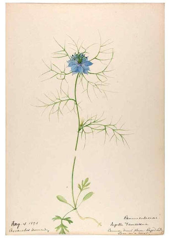 Reproducción/Reproduction 48792676871: [Water-color sketches of plants of North America and Europe]. . 