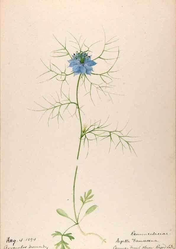 Reproducción/Reproduction 48792676871: [Water-color sketches of plants of North America and Europe]. . 