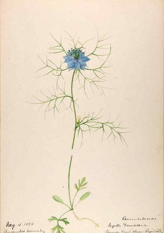 Reproducción/Reproduction 48792676871: [Water-color sketches of plants of North America and Europe]. . 