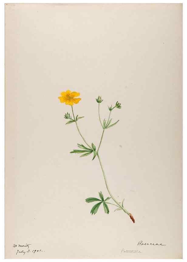 Reproducción/Reproduction 48792672786: [Water-color sketches of plants of North America and Europe]. . 