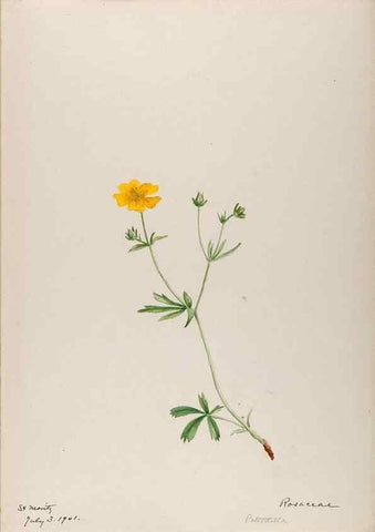 Reproducción/Reproduction 48792672786: [Water-color sketches of plants of North America and Europe]. . 