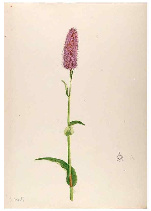 Reproducción/Reproduction 48792672556: [Water-color sketches of plants of North America and Europe]. . 