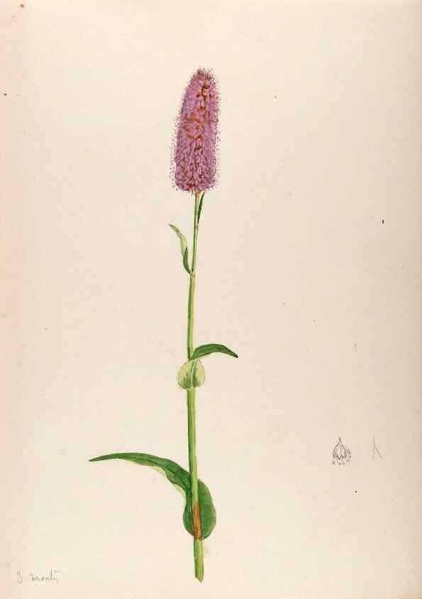 Reproducción/Reproduction 48792672556: [Water-color sketches of plants of North America and Europe]. . 
