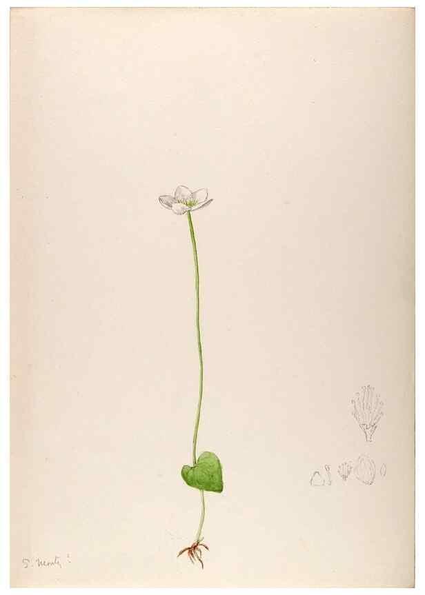 Reproducción/Reproduction 48792814322: [Water-color sketches of plants of North America and Europe]. . 
