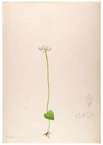 Reproducción/Reproduction 48792814322: [Water-color sketches of plants of North America and Europe]. . 