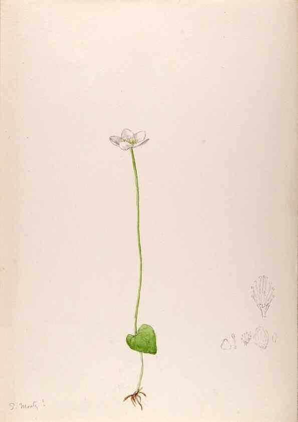 Reproducción/Reproduction 48792814322: [Water-color sketches of plants of North America and Europe]. . 