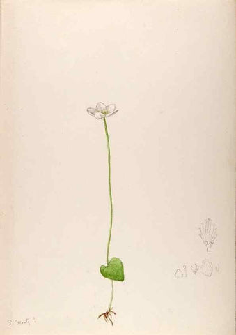 Reproducción/Reproduction 48792814322: [Water-color sketches of plants of North America and Europe]. . 